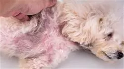 ##IMAGE##