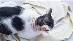 ##IMAGE##