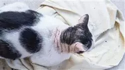 ##IMAGE##