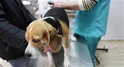 experto universitario diagnóstico y tratamiento quirúrgico de mínima invasión en pequeños animales