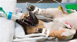 curso endoscopia del aparato urogenital en pequeños animales