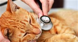 diplomado endoscopia del aparato urogenital en pequeños animales