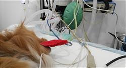 diplomado laparoscópicas del aparato reproductor endocrinas esplénicas y de shunt portosistémico en pequeños animales