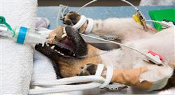 formacion laparoscópicas del aparato reproductor endocrinas esplénicas y de shunt portosistémico en pequeños animales