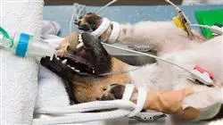 especializacion laparoscopia toracoscopia pequenos animales