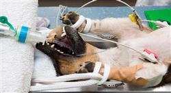 experto universitario laparoscopia y toracoscopia en pequeños animales