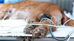 diplomado online introduccion laparoscopia pequenos animales