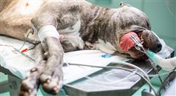 diplomado endoscopia digestiva en pequeños animales