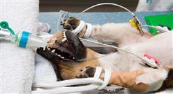 posgrado endoscopia digestiva en pequeños animales