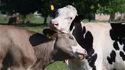 ##IMAGE##