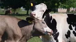 ##IMAGE##