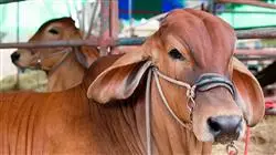 ##IMAGE##