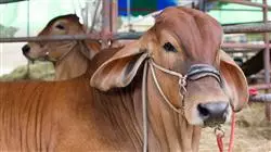 ##IMAGE##
