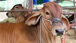 ##IMAGE##