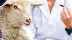 ##IMAGE##