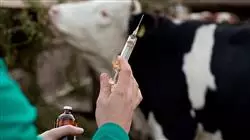 ##IMAGE##