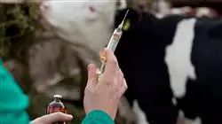 ##IMAGE##