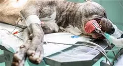 especializacion online endoscopia digestiva respiratoria y del aparato urogenital en pequeños animales