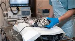 experto universitario endoscopia digestiva respiratoria y del aparato urogenital en pequeños animales