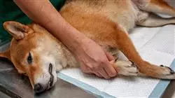 ##IMAGE##