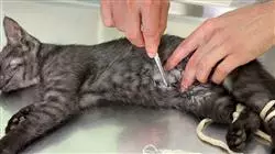 ##IMAGE##