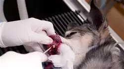 ##IMAGE##