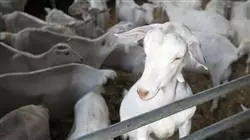 ##IMAGE##
