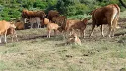##IMAGE##