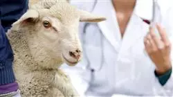 ##IMAGE##