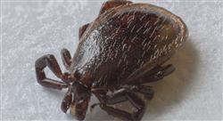 formacion enfermedades infecciosas y parasitarias en rumiantes