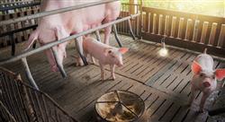 posgrado producción y clínica porcina