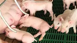cursos sanidad clinica porcina