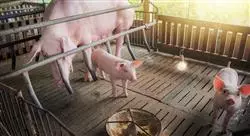cursos reproducción porcina
