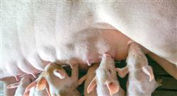 especializacion online reproducción porcina