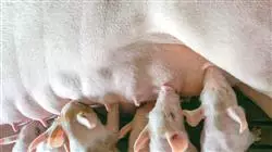 ##IMAGE##