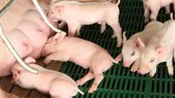 ##IMAGE##
