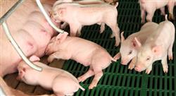experto reproducción porcina