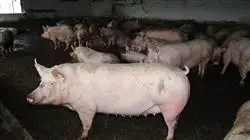 ##IMAGE##