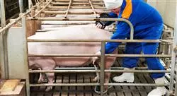 cursos manejo de la gestación y maternidad en la granja porcina