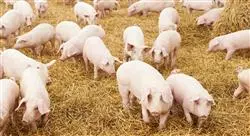 especializacion manejo de la gestación y maternidad en la granja porcina