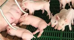 especialización manejo de la gestación y maternidad en la granja porcina