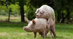 curso el verraco y los centros de inseminación porcinos