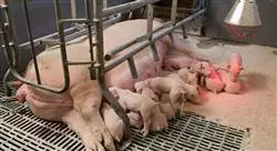 curso online el verraco y los centros de inseminación porcinos