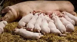 diplomado el verraco y los centros de inseminación porcinos