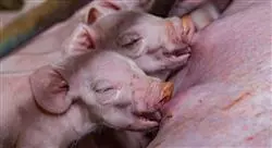 diplomado online el verraco y los centros de inseminación porcinos