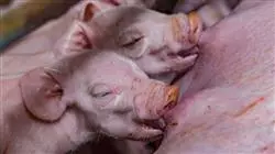 ##IMAGE##