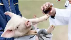 ##IMAGE##