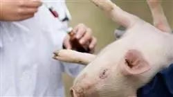 ##IMAGE##