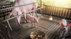 curso acreditado anestesia cirugia porcina