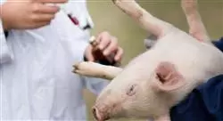 curso anestesia y cirugía porcina